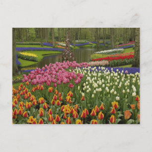 Carte Postale Jardin de tulipes et de jacinthes, Jardins de Keuk