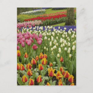 Carte Postale Jardin de tulipes et de jacinthes, Jardins de Keuk
