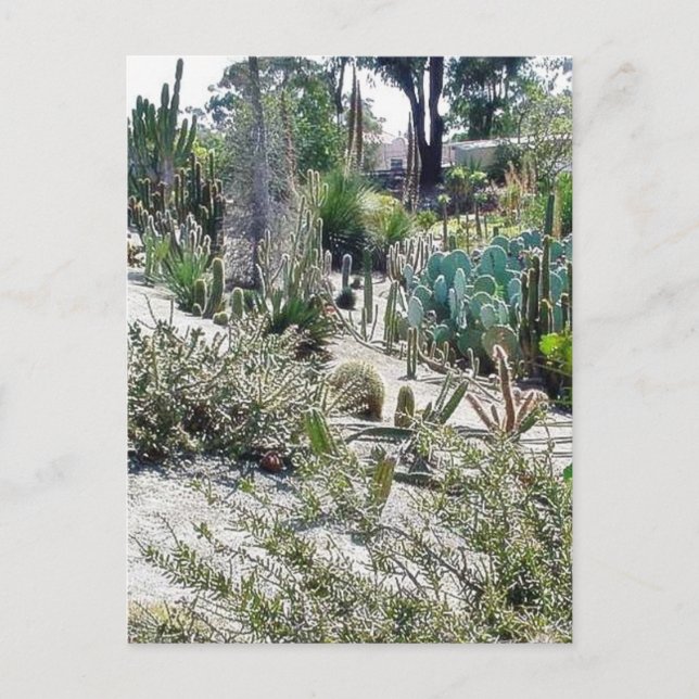 Carte Postale Jardin Des Cactus Au Balboa Park (Devant)