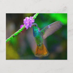Carte Postale Jardin des colibris