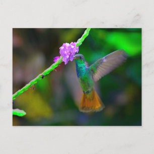 Carte Postale Jardin des colibris