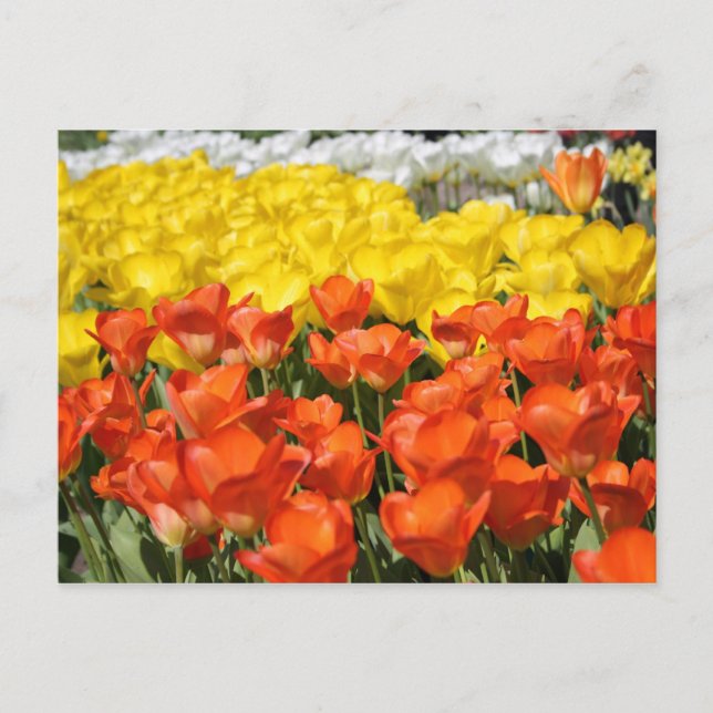 Carte Postale Jardin des Tulipes (Devant)