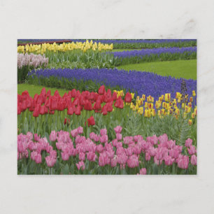 Carte Postale Jardin des tulipes, Grape Hyacinth et