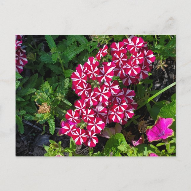 Carte Postale Jardin d'été (Devant)