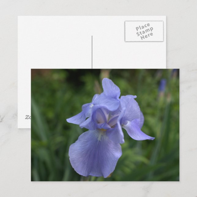Carte Postale Jardin d'Iris Pervenche Assez Joli (Devant / Derrière)