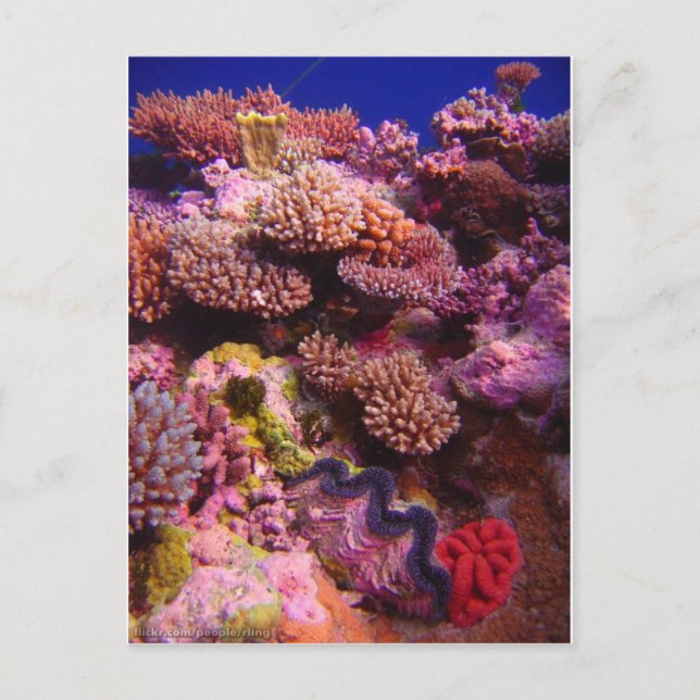 Carte Postale Jardin du corail (Devant)
