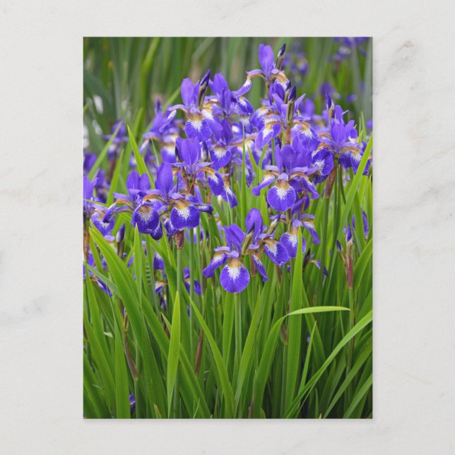 Carte Postale Jardin fleuri d'iris pourpre (Devant)