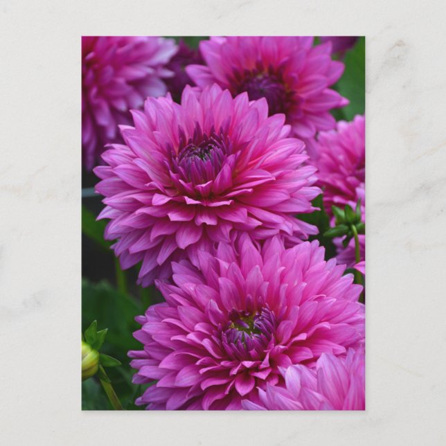 Carte Postale Jardin fleuri violet dahlia (Devant)