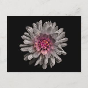 Carte Postale Jardin Fleurs No 91 Version couleur