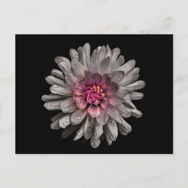 Carte Postale Jardin Fleurs No 91 Version couleur (Devant)