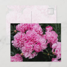 Jardin Floral d'Art Fin de Pivoine Rose Luxuriante