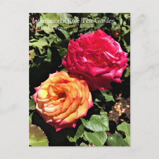 Carte Postale Jardin International de Test Rose, Portland, Orego (Devant)