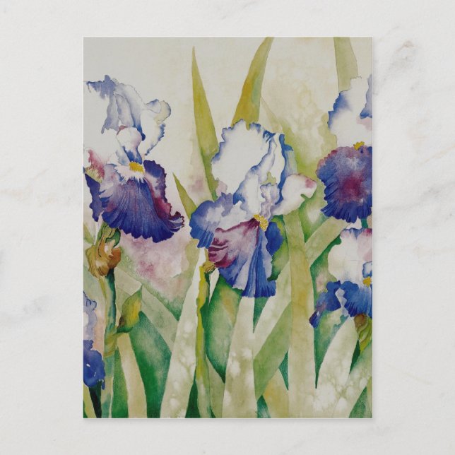 Carte Postale jardin iris 2 (Devant)