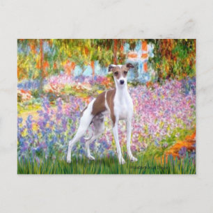 Carte Postale Jardin - Lévrier Italien 7
