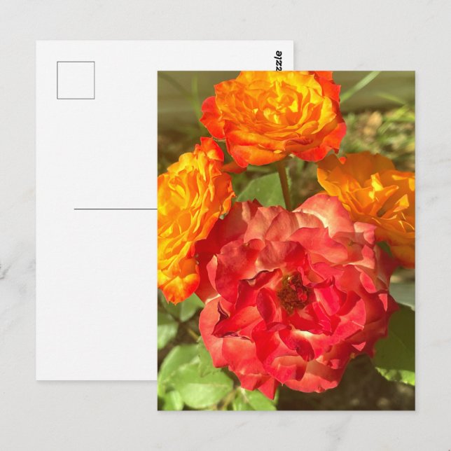 Carte Postale Jardin Orange Et Fleur Rouge (Devant / Derrière)