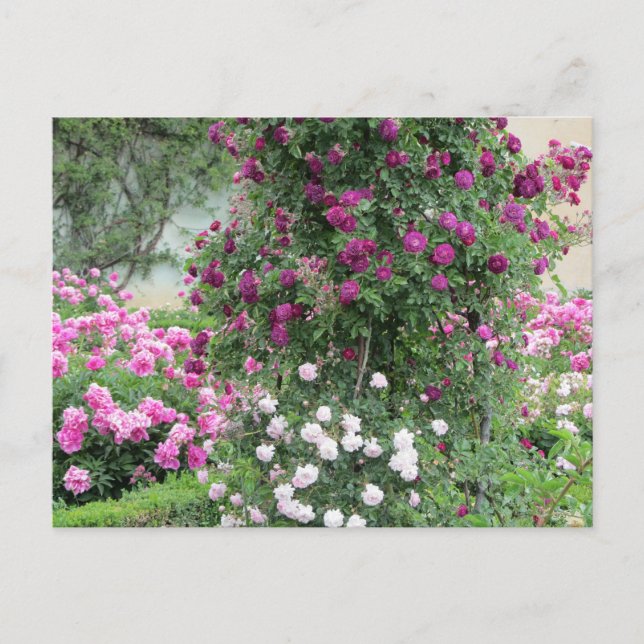 Carte Postale Jardin Rose (Devant)