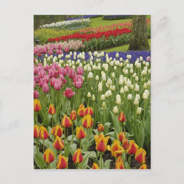 Carte Postale Jardin Tulip et jacinthe, Jardins de Keukenhof, (Devant)
