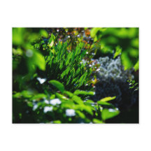 Jardin vert luxuriant