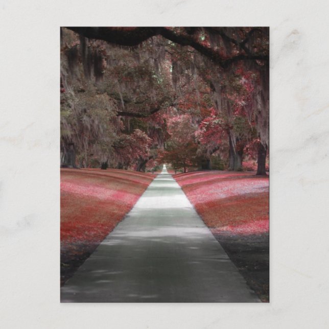 Carte Postale Jardins de Brookgreen (Devant)