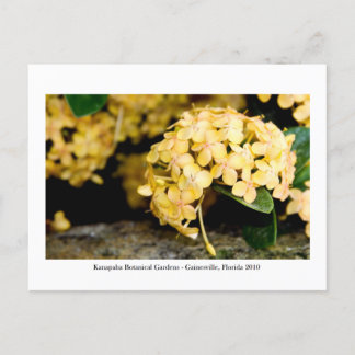 Carte Postale Jardins de Kanapaha - Gainesville 006