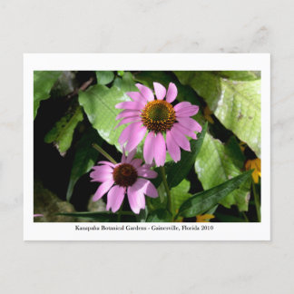 Carte Postale Jardins de Kanapaha - Gainesville 008