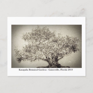 Carte Postale Jardins de Kanapaha - Gainesville 017