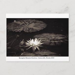 Carte Postale Jardins de Kanapaha - Gainesville 019