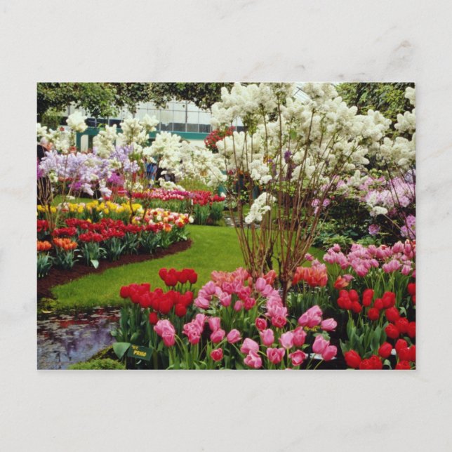 Carte Postale Jardins de Keukenhof à Lisse, au sud d'Amster (Devant)