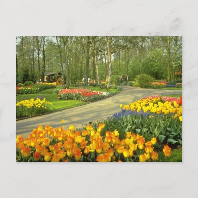 Carte Postale Jardins jaunes de Keukenhof près de Haarlem, Pays- (Devant)
