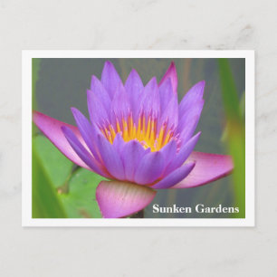 Carte Postale Jardins Sunken Purple Water Lily 2008 #86n 086