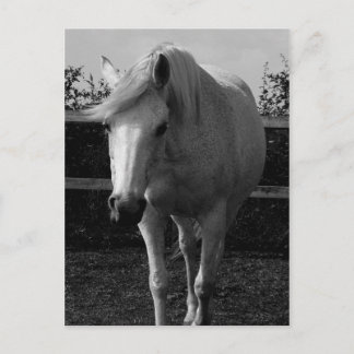 Carte Postale Jasmine