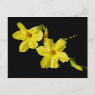 Carte postale Jasmine d'hiver