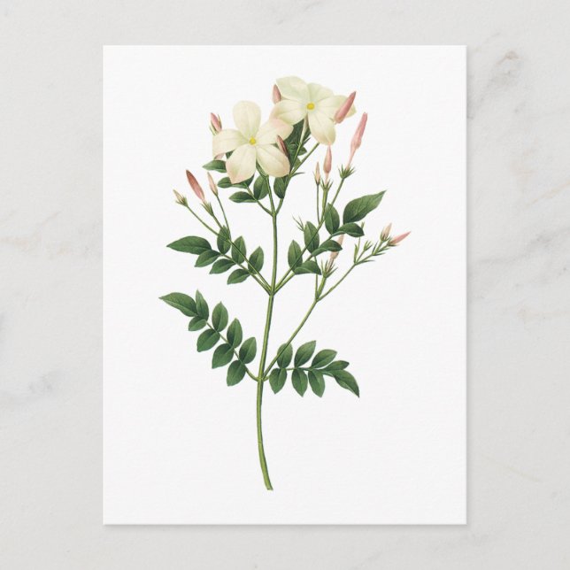 Carte Postale jasmine (Jasminum grandiflorum) par Redouté (Devant)