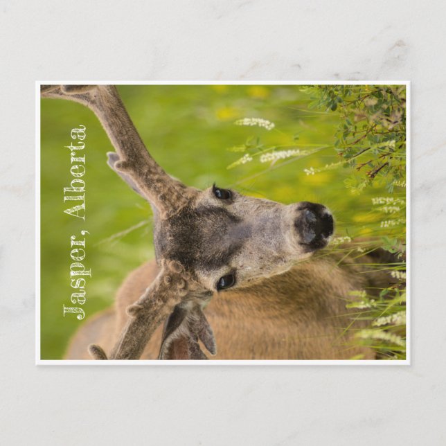 Carte postale Jasper (Devant)