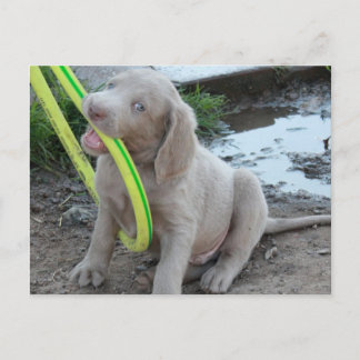 Carte Postale Jasper Get It