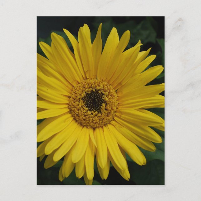 Carte postale Jaune (Devant)