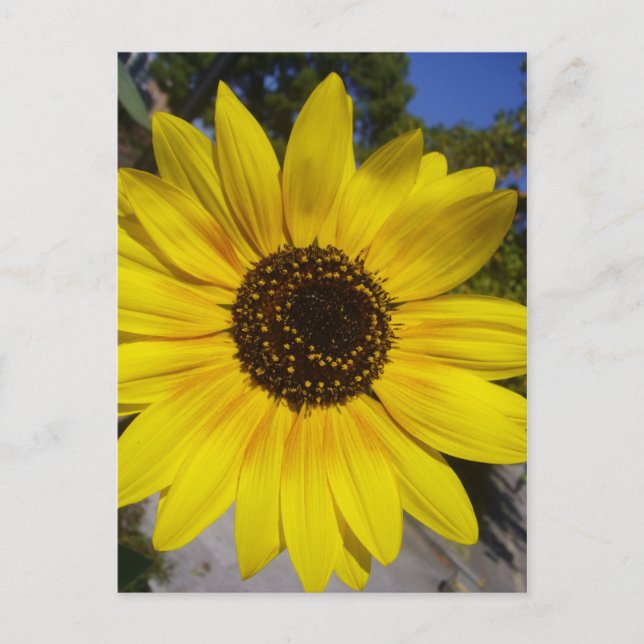Carte Postale jaune (Devant)