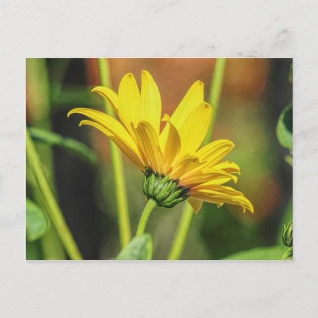 Carte Postale Jaune (Devant)