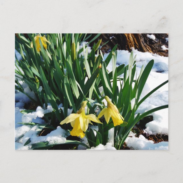 Carte Postale Jaune Daffodils fleurs dans la neige (Devant)