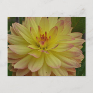 Carte postale Jaune Dahlia