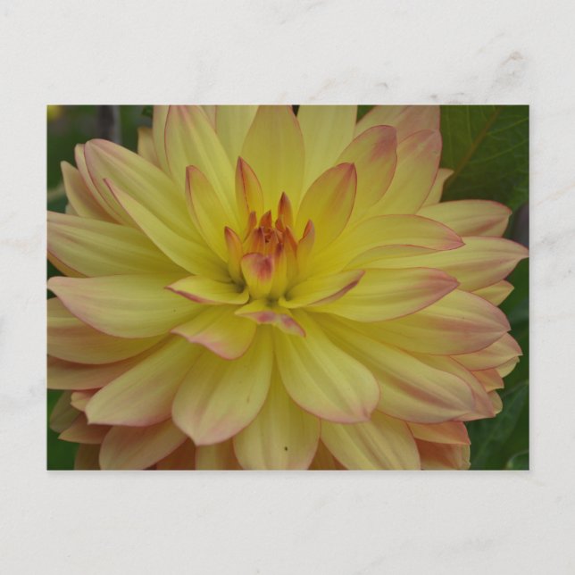 Carte postale Jaune Dahlia (Devant)