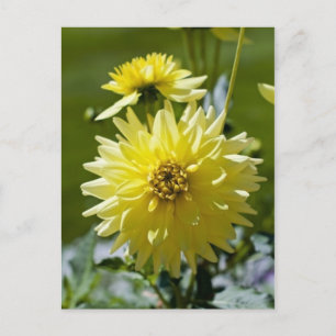 Carte postale Jaune Dahlia