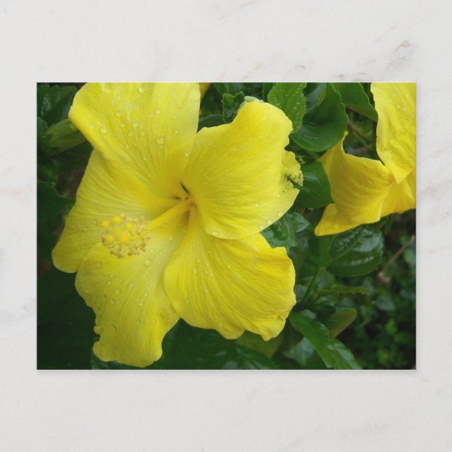Carte postale jaune de ketmie (Devant)