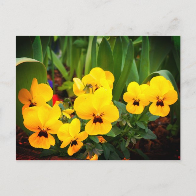 Carte postale Jaune Pansy #1 (Devant)