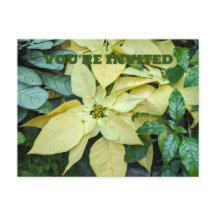 Carte postale Jaune Poinsettia