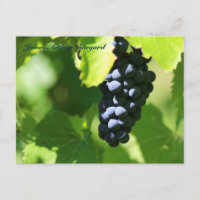 JAV Sainte-Croix purple grapes 2014 100 n