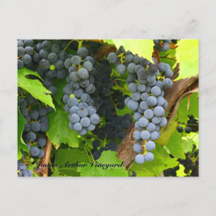 Carte Postale JAV St. Croix raisins violets 2013 6