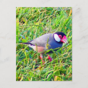 Carte Postale Java Bruant dans l'herbe à Hawaii