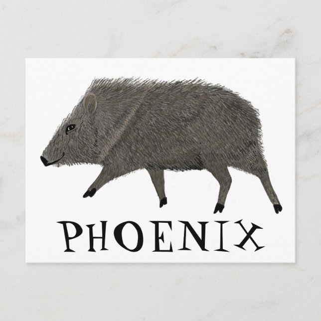 Carte Postale Javelina PHOENIX Désert Peccaire Animaux Sauvages  (Devant)