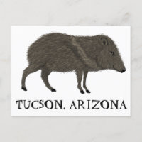 Javelina TUCSON  Désert Animal Sauvage Pécari Natu